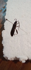 Apidaurus conspersus