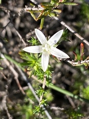 Wahlenbergia calcarea