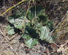 Lichtensteinia latifolia