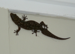 Afroedura amatolica