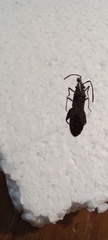 Apidaurus conspersus