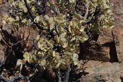 Tetraena prismatocarpa