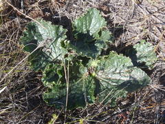 Lichtensteinia latifolia