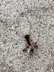 Odontomachus desertorum