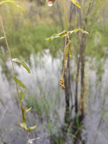 Potamogeton perfoliatus iNat (3)