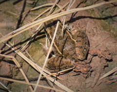 Lithobates blairi