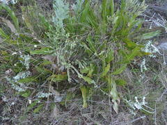 Protea scolopendriifolia