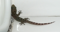 Afroedura amatolica