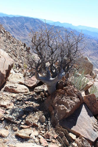 Commiphora capensis