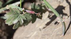 Pelargonium tetragonum