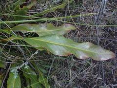Protea scolopendriifolia