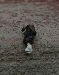 Afroedura amatolica