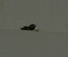 Afroedura amatolica