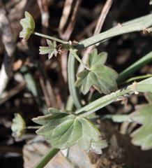 Pelargonium tetragonum