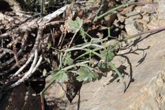 Pelargonium tetragonum