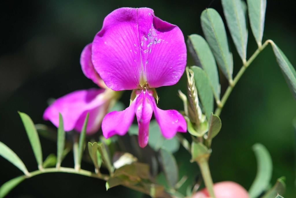 Millettieae
