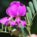 Tephrosia grandiflora - Photo (c) Charles Stirton, algunos derechos reservados (CC BY-SA), subido por Charles Stirton