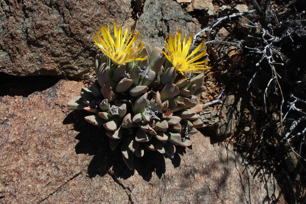 Schwantesia triebneri
