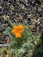 Eschscholzia californica