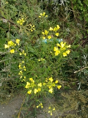 Sisymbrium loeselii