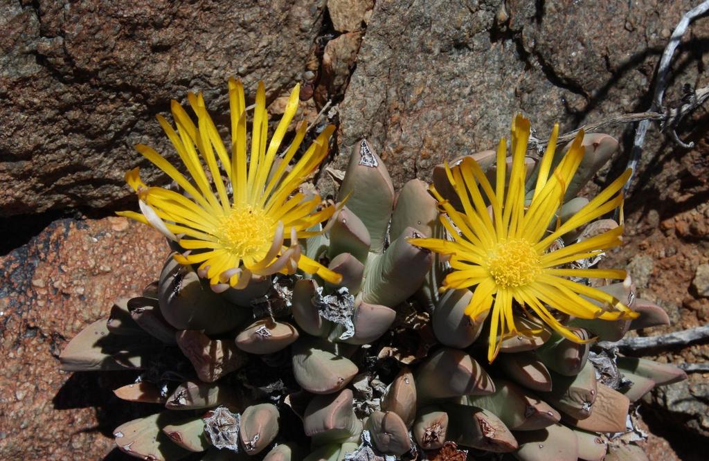 Schwantesia triebneri 2