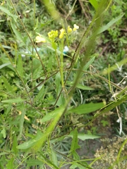 Sisymbrium loeselii