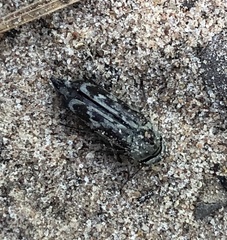 Yakuhananomia bidentata