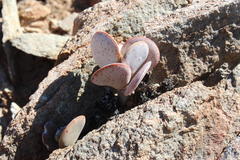 Adromischus
