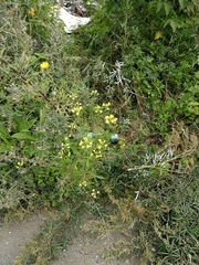 Sisymbrium loeselii