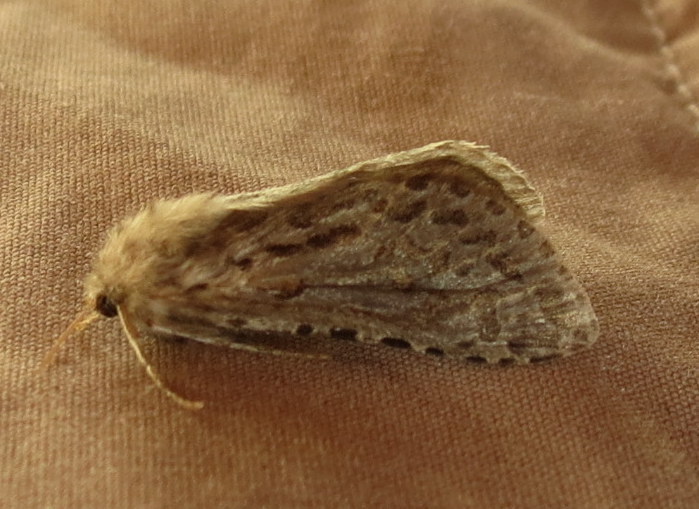 Gorgopis angustiptera