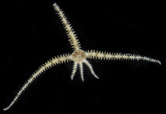 Ophiactis