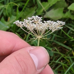 Daucus carota