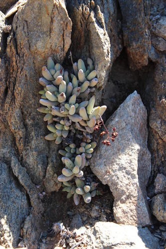 Crassula garibina