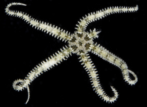 Ophiactis savignyi observed 2017-05-23