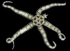 Ophiactis savignyi