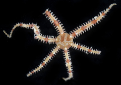 Ophiactis