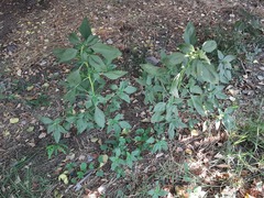 Amaranthus retroflexus