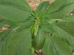 Amaranthus retroflexus