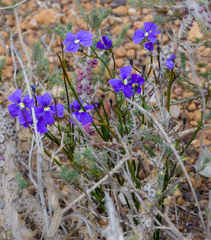 Goodenia coerulea
