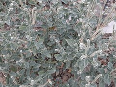 Heliotropium europaeum