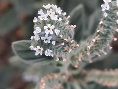 Heliotropium europaeum