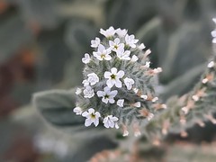 Heliotropium europaeum