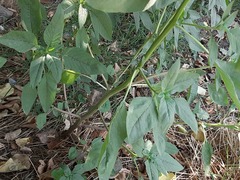 Amaranthus retroflexus