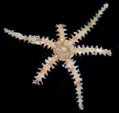 Ophiactis