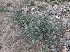 Heliotropium europaeum