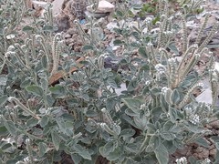 Heliotropium europaeum