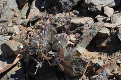 Cotyledon orbiculata orbiculata