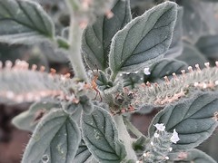 Heliotropium europaeum