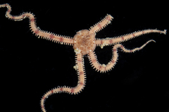 Ophiactis
