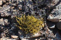 Crassula muscosa muscosa